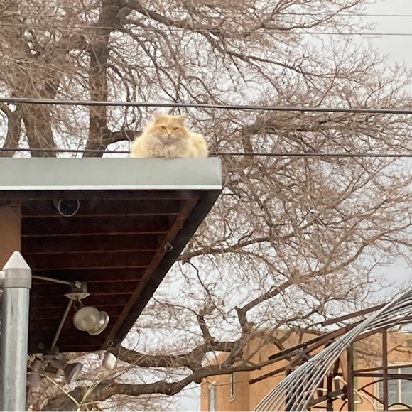 Meet your Posher, Kim - Picture 2 of 8